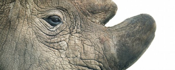 The last male northern white rhino in the world has died