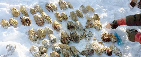 A bag of 54 severed human hands was found in Siberia, and nobody knows why