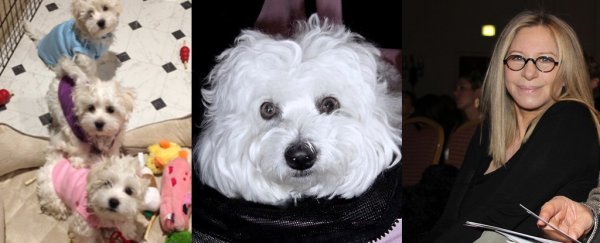 Here's why Barbra Streisand's cloned dogs aren't identical to the original one