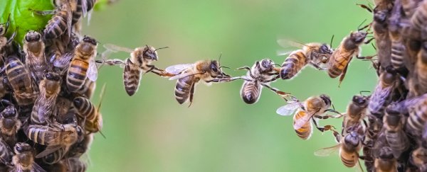 Bee swarms work like giant brains, where each bee is a nerve cell