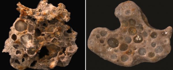 1.6 billion-year-old breath of life has been found in these amazing fossils