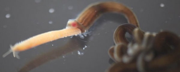 Cockroaches can survive pretty much anything, except this creepy worm