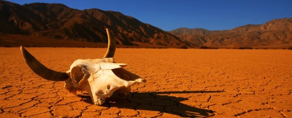 Cow skull in desert