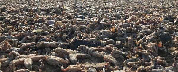 "Post-apocalyptic" images show masses of dead sea creatures washed up in the UK