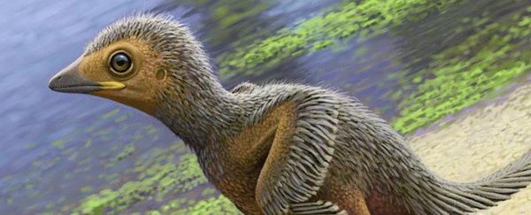 This incredibly tiny bird lived alongside dinosaurs 127 million years ago