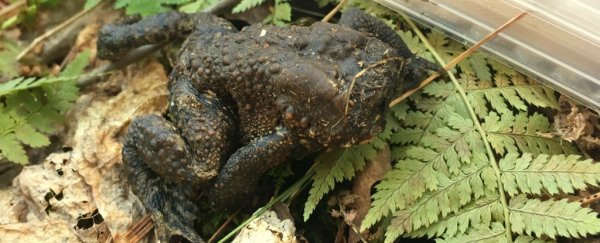 This toad was found hopping around with no face and we're freaking out