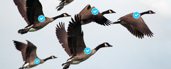 Those fancy Twitter ticks will soon be open to everyone