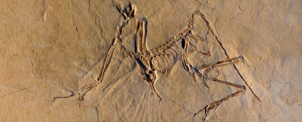 The most iconic feathered dinosaur could probably fly, but not like any bird we've seen