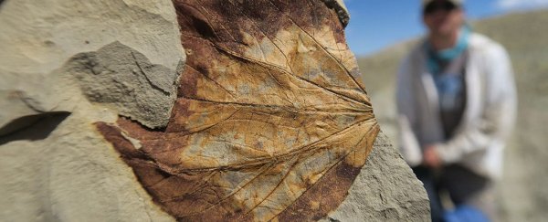 Fossils reveal an ancient climate catastrophe, and we need to pay attention
