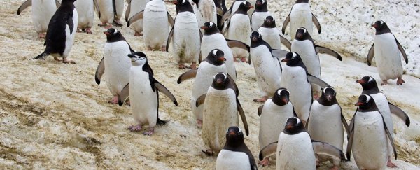 This 'selfie video' taken by Antarctic penguins is the best thing we've seen all day