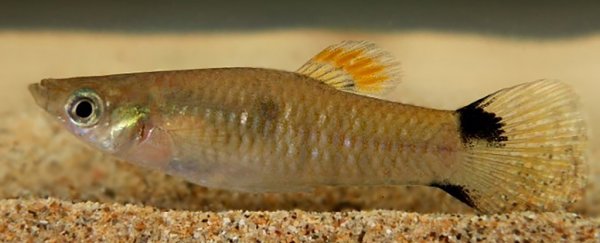 This story of how a freshwater fish crossed the salty ocean is pretty wild