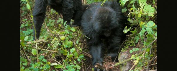 Young gorillas have learnt to dismantle poachers' traps in the wild