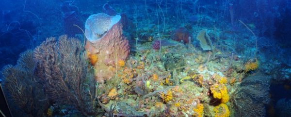 Scientists discover a hidden ocean 'twilight zone' filled with unknown fish