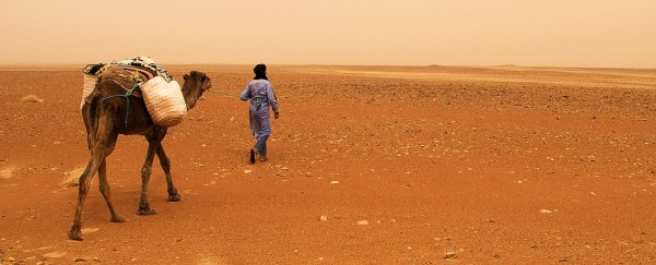Africa's earliest 'farmers' grew cereals in the lush Sahara 10,000 years ago