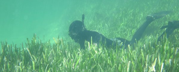The ocean has released an insane amount of CO2, and no one even noticed