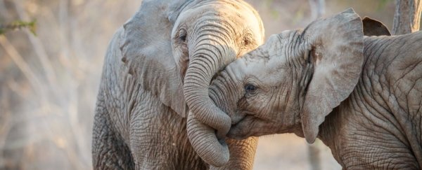 Elephants are strangely resistant to cancer - and we may finally know why
