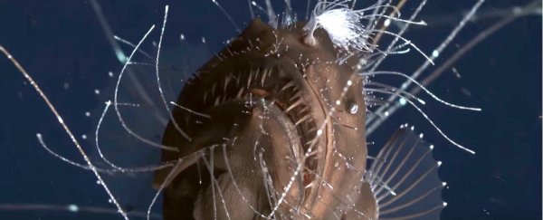 This incredibly rare deep-sea video of mating anglerfish is stunning biologists