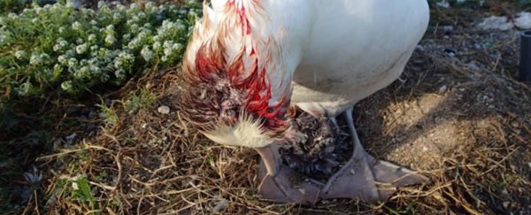 Bloodthirsty mice are attacking and drinking the blood of albatrosses