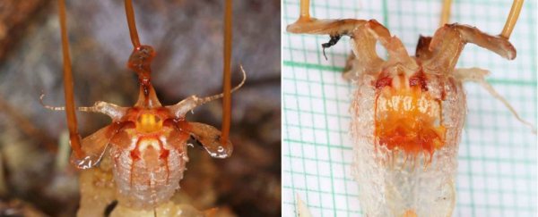 An alien-looking underground plant was just rediscovered, 150 years after we last saw it
