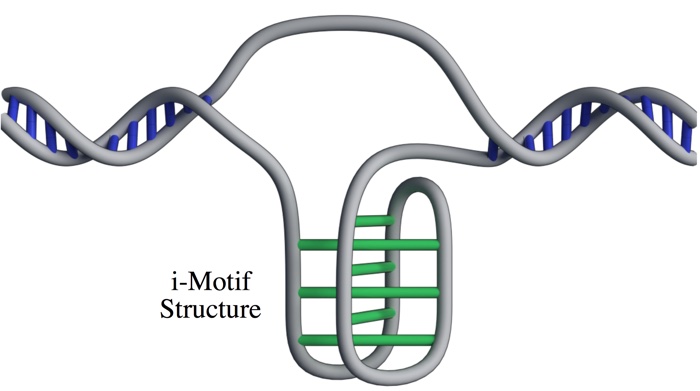 BREAKING: Scientists Have Confirmed a New DNA Structure Inside Human Cells  019-dna-i-motif-structure-living-cells-1