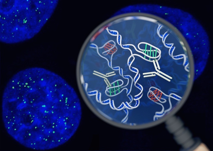 BREAKING: Scientists Have Confirmed a New DNA Structure Inside Human Cells  019-dna-i-motif-structure-living-cells-2