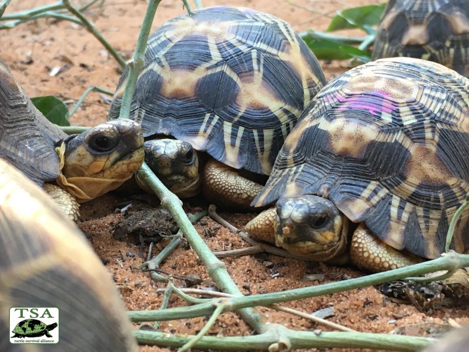 10 000 Endangered Tortoises Were Found All Over A Poachers House