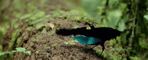 A new 'Vantablack' bird-of-paradise has been discovered, and it's absolutely mesmerising