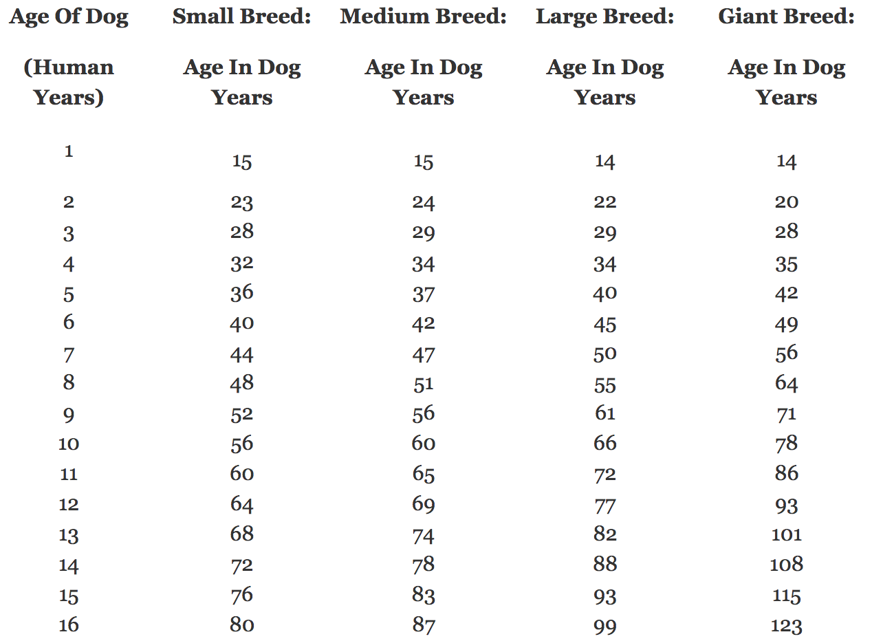 Medium Sized Dog Age Chart