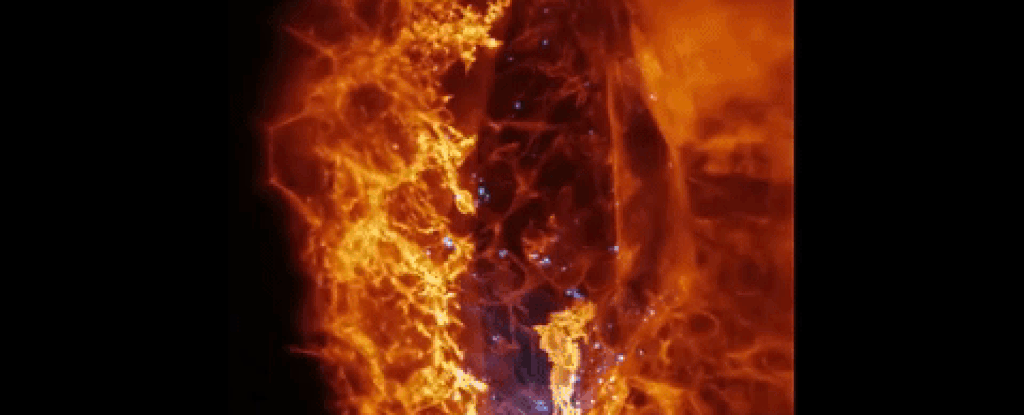 This is the first detailed footage of cells moving through a living organism, and it's incredible