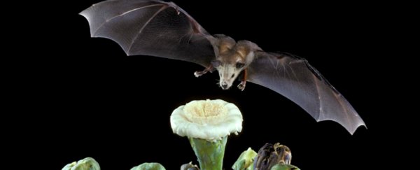 This bat is the first to make it off the endangered species list