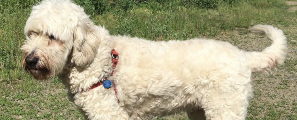 Scientists need you to guess the dog breeds in these adorable mutts