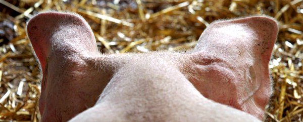 Scientists claim they've kept pig brains alive without their bodies