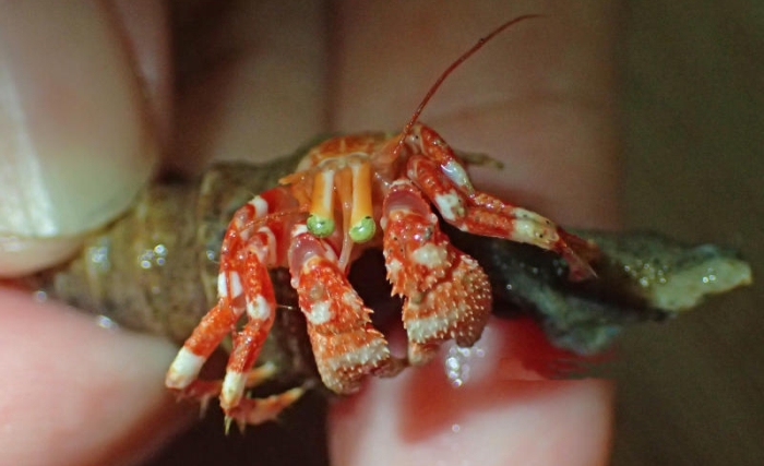 indian ocean hermit crab