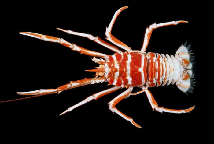 indian ocean lobster