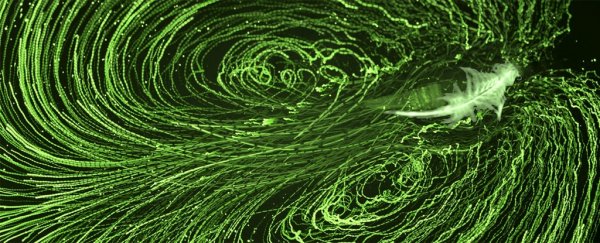 Intense ocean currents could be created by ridiculously tiny marine 'insects'