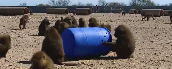 How a team of baboons hitched a brilliant plan to escape a research lab in Texas