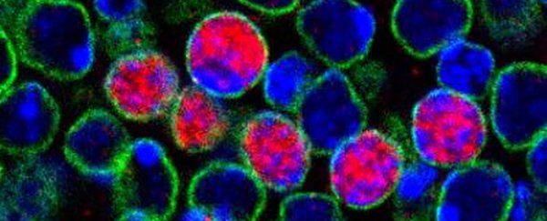 Scientists have discovered a new stem cell that could heal brain damage