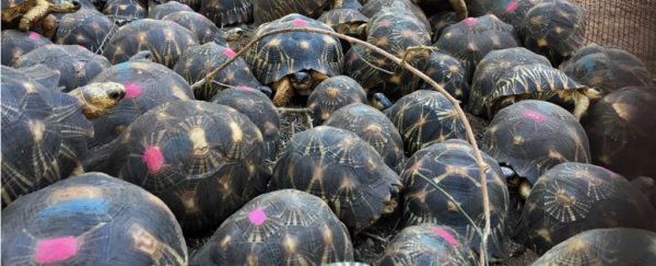 10,000 Endangered Tortoises Were Found All Over a Poachers' House in Madagascar