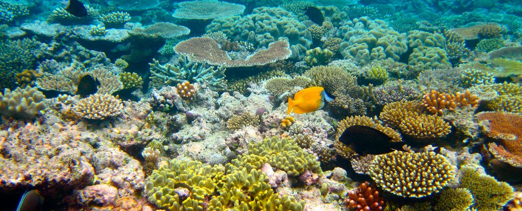 Image result for Great Barrier Reef