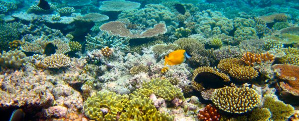 Australia just promised the single largest investment the great barrier reef has ever seen