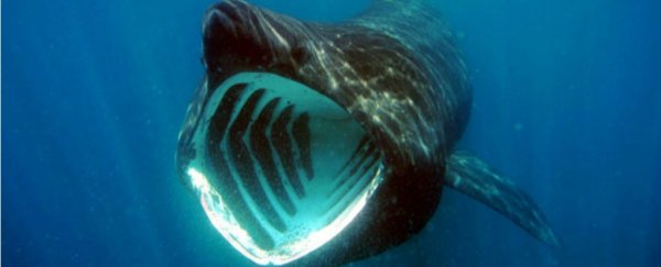 Hundreds of huge sharks are gathering in mysterious swarms, and nobody knows why