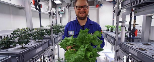Scientists just grew a whole salad in Antarctica, without any daylight or soil