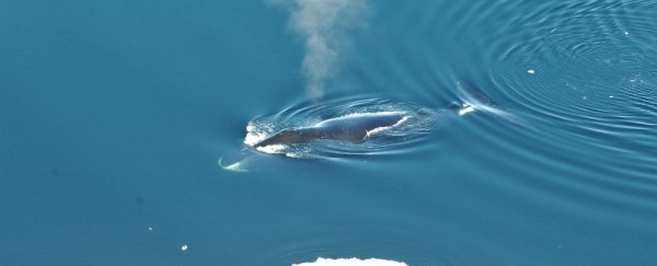 Scientists discover a whale species' mating songs are as complex as jazz