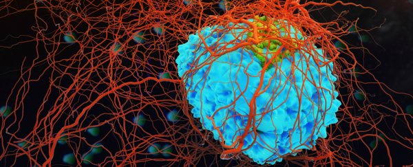 Cancer cells can go mysteriously dormant for years, and scientists are beginning to understand why