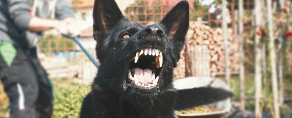 A 4-year-old had been growling - so a naturopath gave him rabid dog saliva