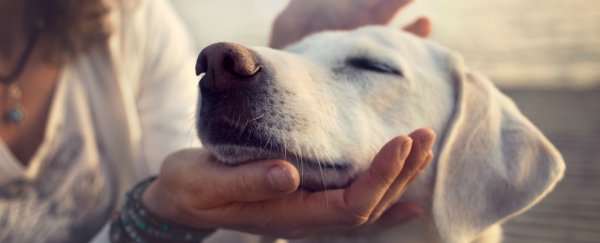 No, a human year isn't equivalent to 7 'dog years'
