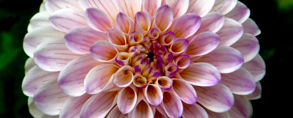 Here's how flowers know when it's time to bloom