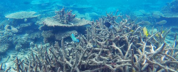 The Great Barrier Reef has been forever damaged due to massive coral deaths, study shows