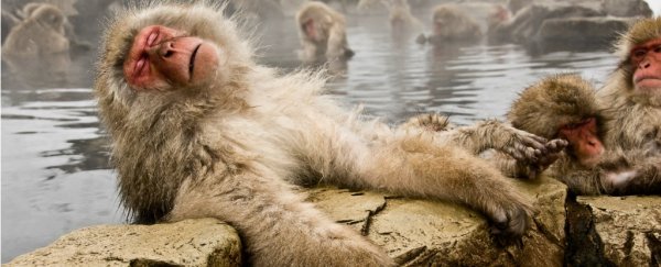 Snow monkeys actually de-stress when they take hot baths, says study