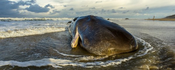 A sperm whale found dead in Spain had 29 kilos of plastic in its stomach